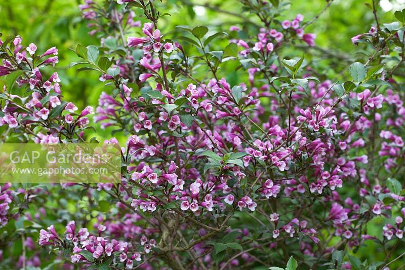 Weigela florida 'Foliis Purpureis' fleurit au printemps