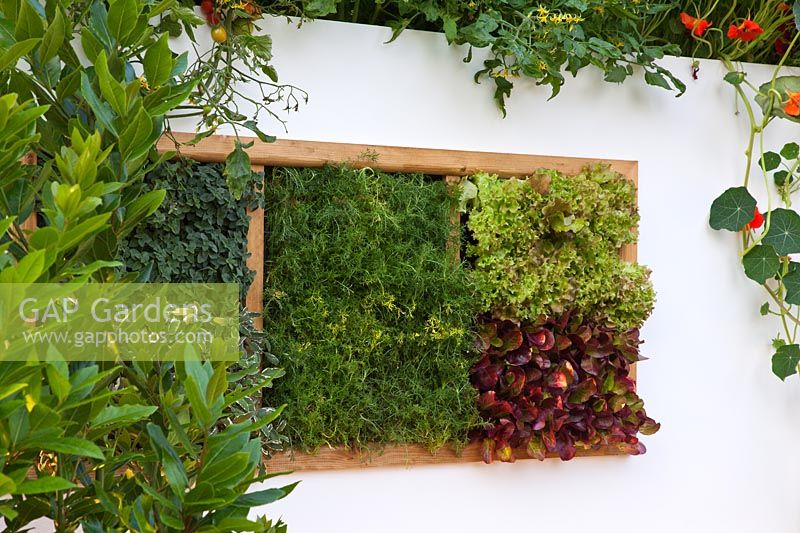 Herbes et salades, conception du jardin 'The Potential Feast' par R. Clarke-Wills et F. Godman-Dorington, RHS Hampton Court Flower Show 2011