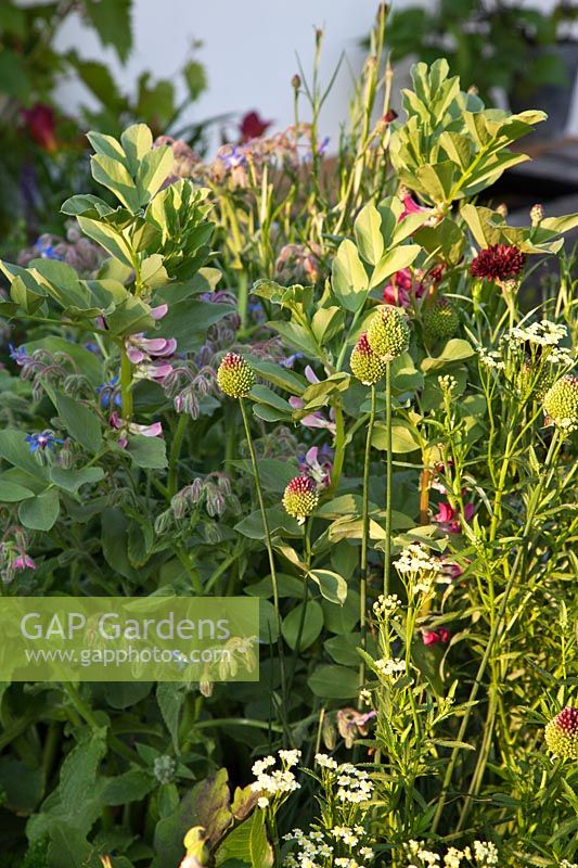 'The Potential Feast 'jardin conçu par Raine Clarke-Wills et Fiona Godman-Dorington au RHS Hampton Court Flower Show 2011