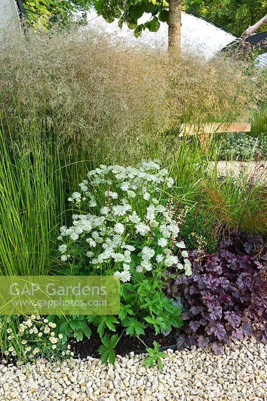 Un petit parterre de jardin d'été planté d'Astrantia 'Shaggy', Deschampsia, Heuchera 'Palace Purple', Erigeron karvinskianus