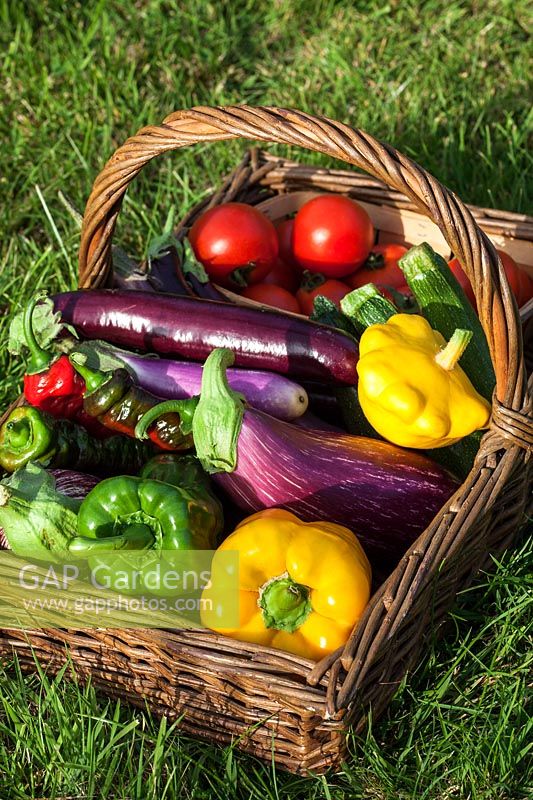 Un panier de légumes fraîchement récoltés - tomates, courges d'été, courgettes, aubergines, poivrons
