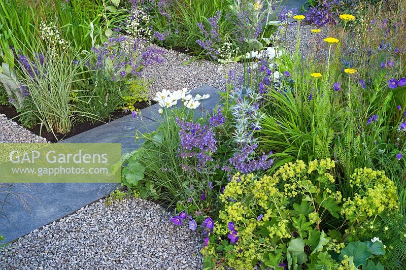 Un jardin contemporain avec des pavés de gravier et d'ardoise, des plantations bleu or et blanc. Concepteurs: Catherine Chenery, Barbara Harfleet