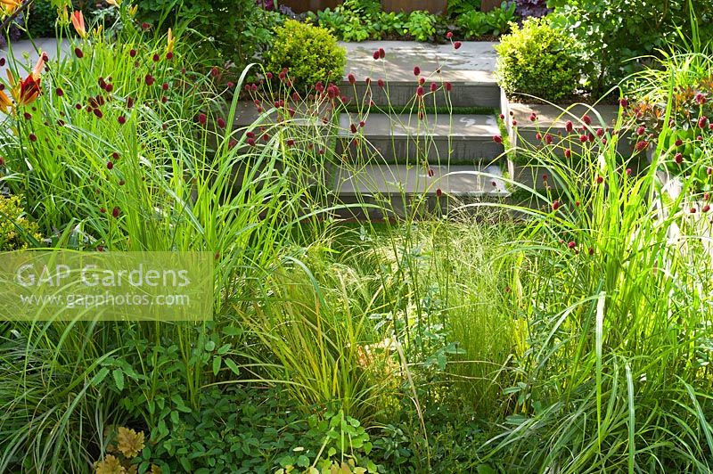 Jardin avec marches et une combinaison de plantation moderne et fraîche de herbes Miscanthus et Stipa et Sanguisorba