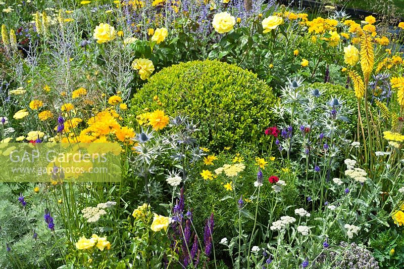 Plantation colorée de vivaces jaunes et bleues avec boule topiaire Buxus Box. Jardin Magna Carta 800, salon des fleurs de Hampton Court