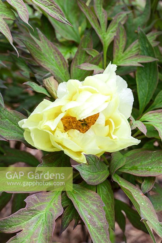 Paeonia 'High Noon' - fleur jaune de pivoine hybride Saunders