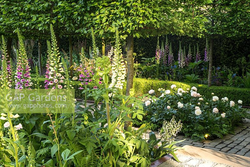 Des digitales, des pivoines et des charmes blanchis à l'appui, le jardin Husqvarna. Concepteur: Charlie Albone. RHS Chelsea Flower Show