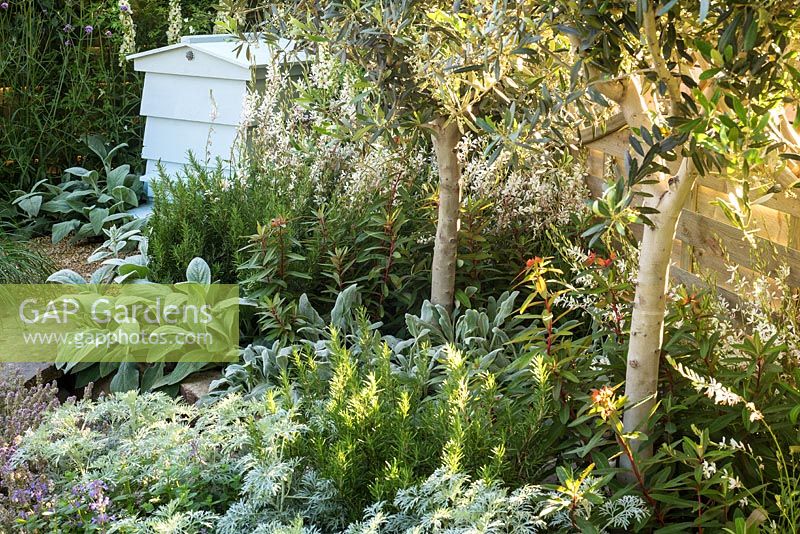 Petit jardin contemporain avec des oliviers et des plantes à feuillage argenté pour les conditions sèches