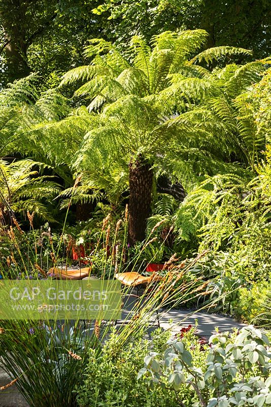 Dicksonia et Restio dans un petit jardin urbain avec une plantation et des sièges exotiques rustiques. RHS Hampton Court Designers Andrew Fisher Tomlin, Dan Bowyer