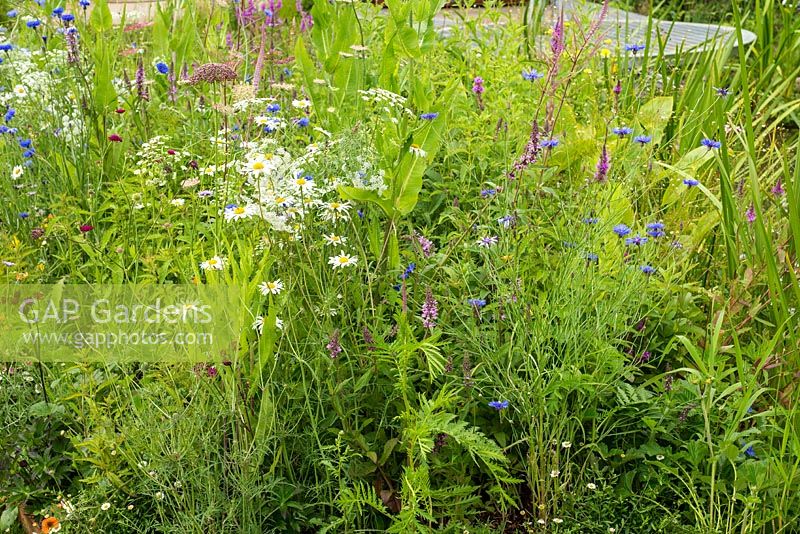 Le WWT Working Wetlands Garden, RHS Hampton Court Flower Show 2016. Designer Jeni Cairns