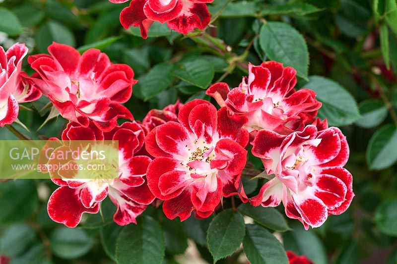 Rosa Wonderful News 'Jonone' - patio miniature bicolore Rose