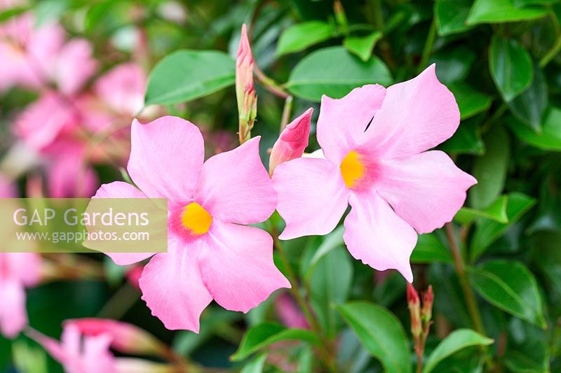 Hybride Mandevilla sanderi 'Sundaville Pretty Rose' = 'Sunparaprero' - Dipladenia -