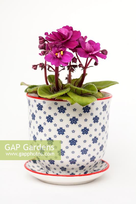 Saintpaulia - mini violette africaine dans un pot et une soucoupe en céramique décorative avec un fond blanc