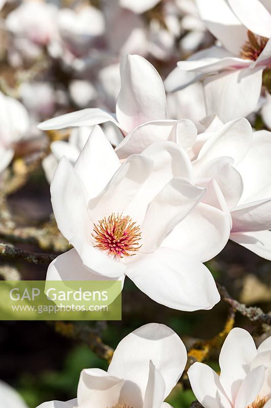Magnolia 'Voie lactée' en fleur au printemps - Award of Garden Merit