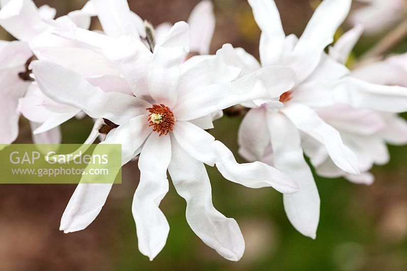 Magnolia stellata fleurit au printemps
