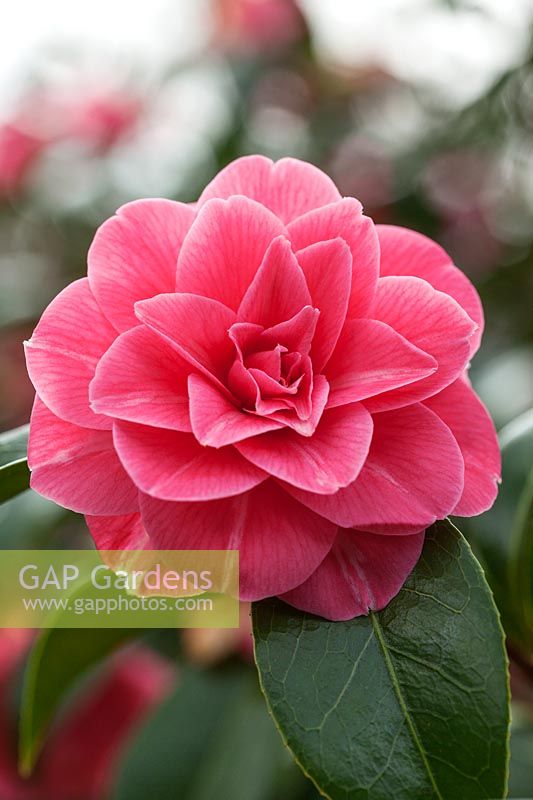Camellia japonica 'Lalla Rookh'