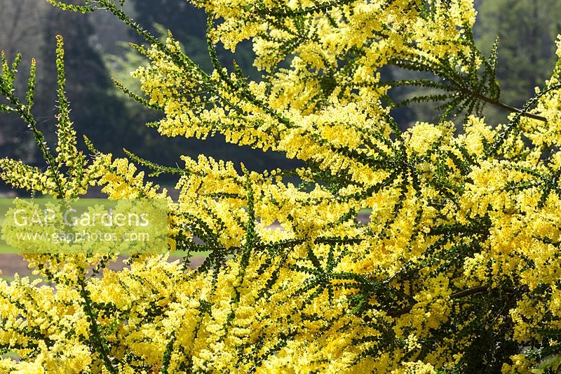 Acacia pravissima - Oiseau du four fleurissant au printemps. Prix RHS du mérite du jardin