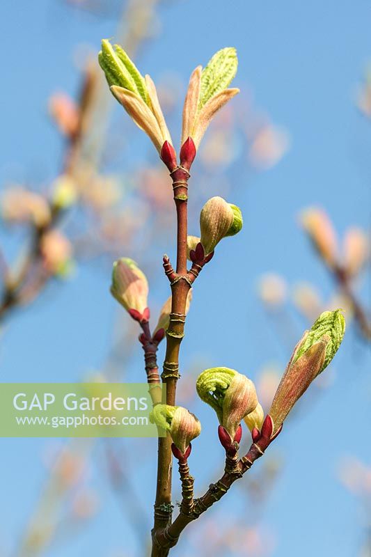 Nouveau feuillage d'Acer x conspicuum 'Candy Stripe' émergeant des bourgeons foliaires au printemps