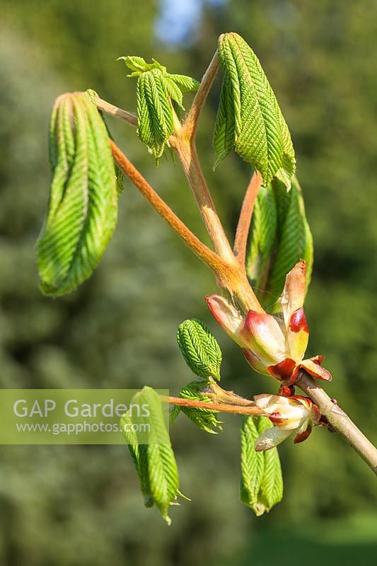Nouveau feuillage d'Aesculus hippocastanum - Marronnier commun, émergence des bourgeons foliaires collants au printemps