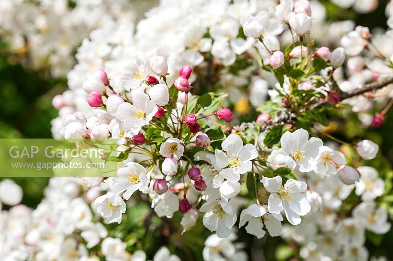 Malus 'Ames White' - Fleur de pommier sauvage au printemps