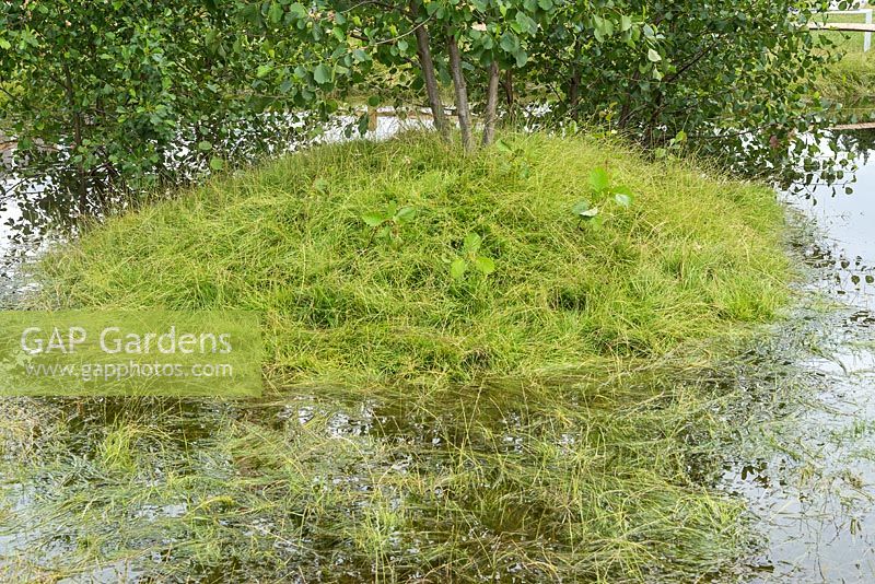 Jardin inondé. Streetscape retient le jardin des inondations. RHS Hampton Court Flower Show 2017. Concepteur: Will Williams.