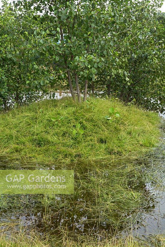 Plantation d'Alnus glutinosa - Aulnes. Streetscape retient le jardin des inondations. RHS Hampton Court Flower Show 2017. Concepteur: Will Williams.