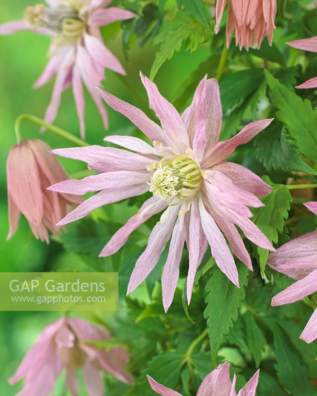 Clematis Country Rose