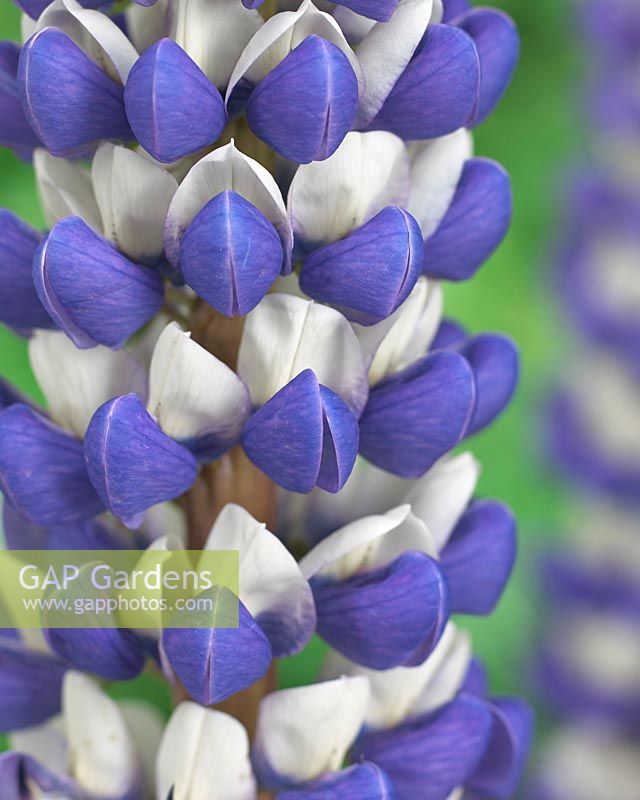 Lupinus King Canute