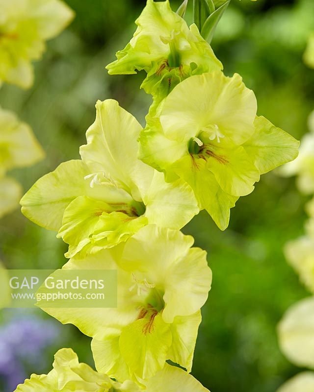 Gladiolus colvillii Irish Gold