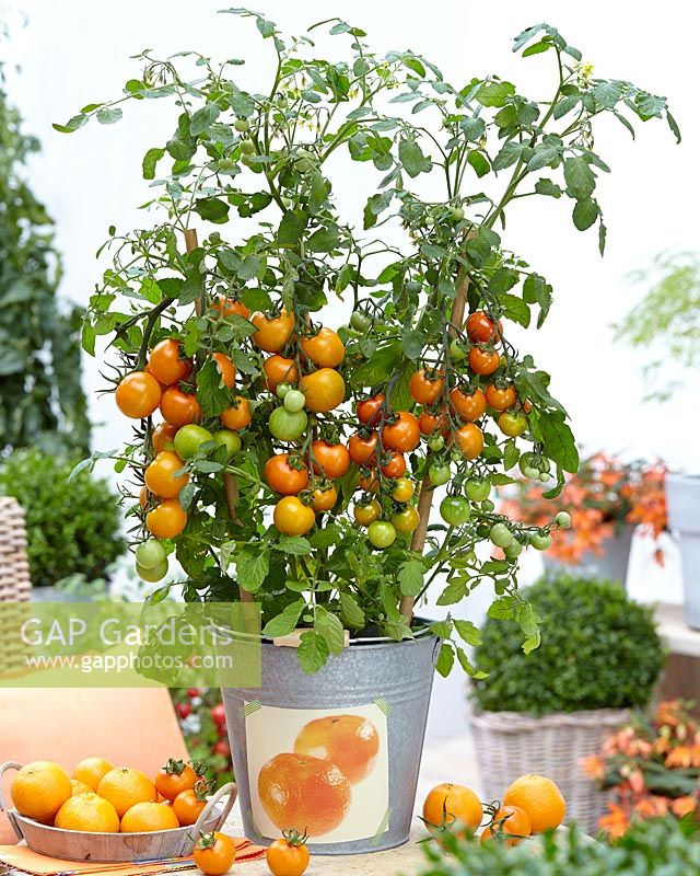 Solanum lycopersicum Tutti-Frutti Manderin F1