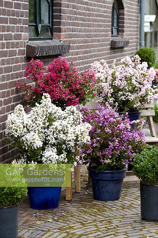 Collection Lagerstroemia