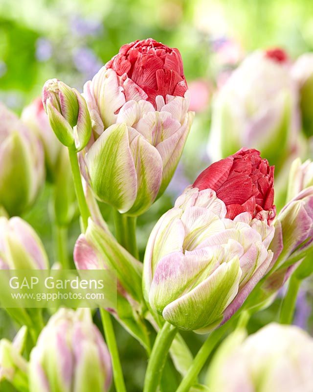 Tulipa multifloraison rose