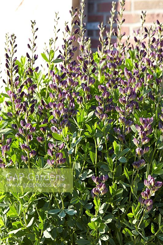 Baptisia Twilite Prairieblues