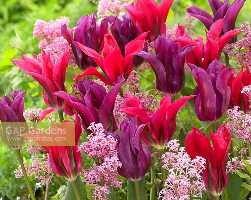 Menuet de poupée Tulipa, poupée violette