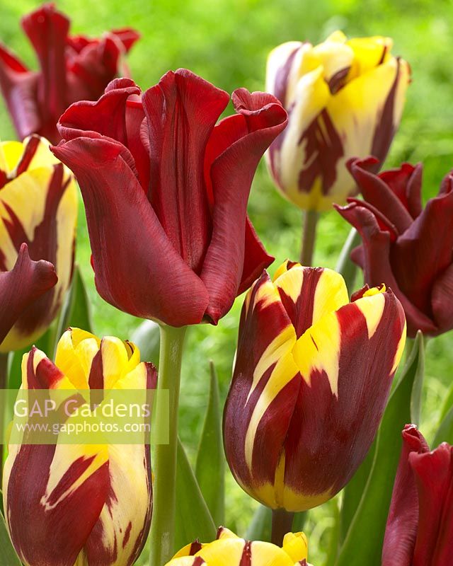 Robe Rouge Tulipa, Helmar