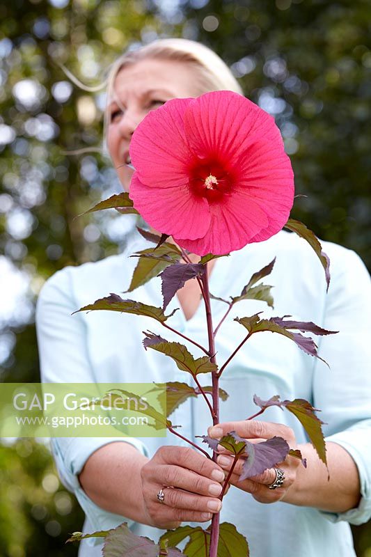 Carrousel Hibiscus moscheutos® Rose Passion