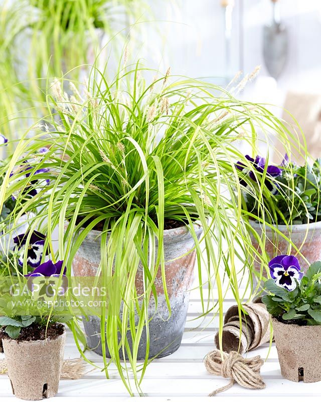 Carex EverColor® Everillo