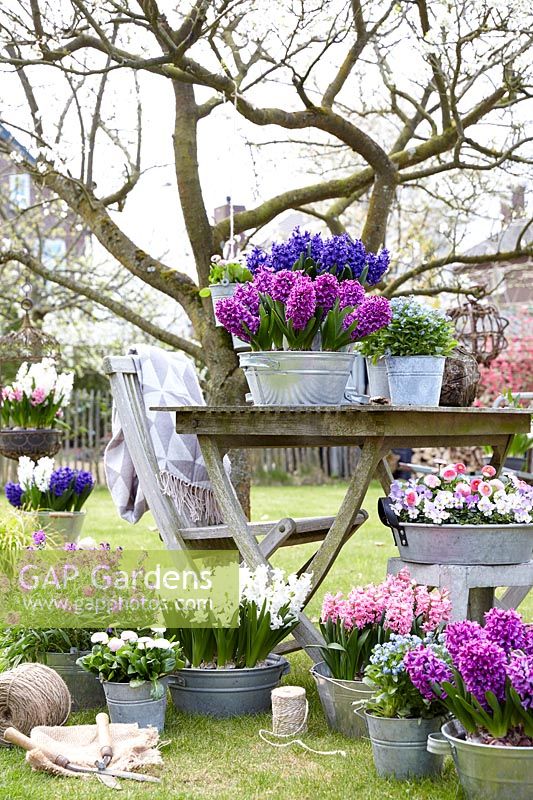 Collection Hyacinthus
