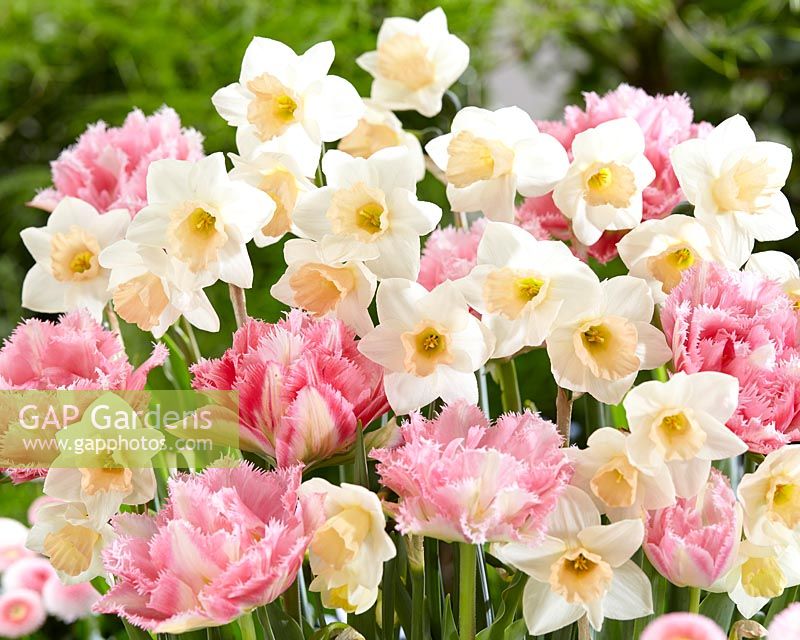Narcisse Sweet Smiles, Tulipa Crispion Sweet