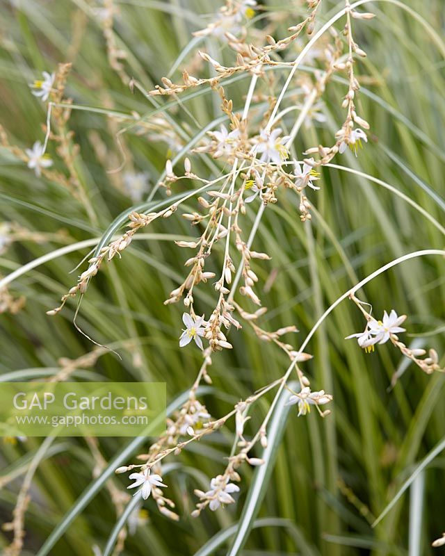 Chlorophytum saundersiae Starlight