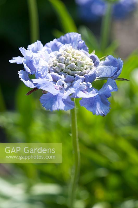 Scabiosa caucasica Gudrun