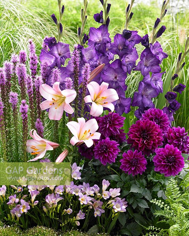 Combinaison de fleurs d'été violet
