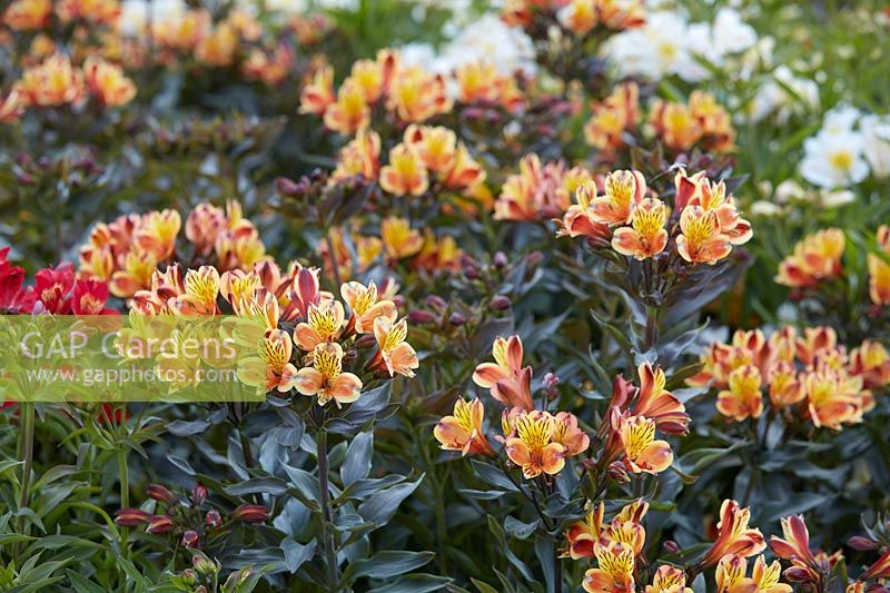 Brise d'été d'Alstroemeria