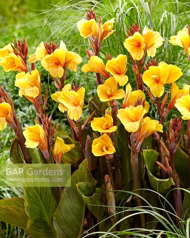 Canna Apricot Dream