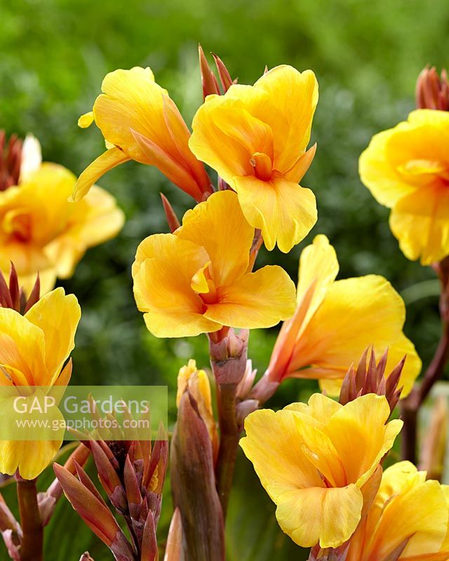 Canna Apricot Dream