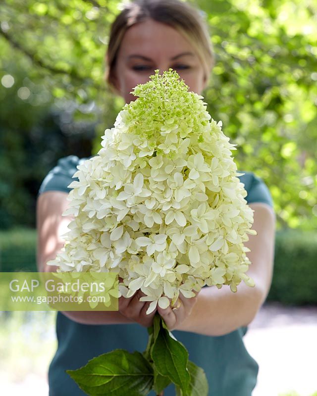 Hydrangea paniculata Skyfall