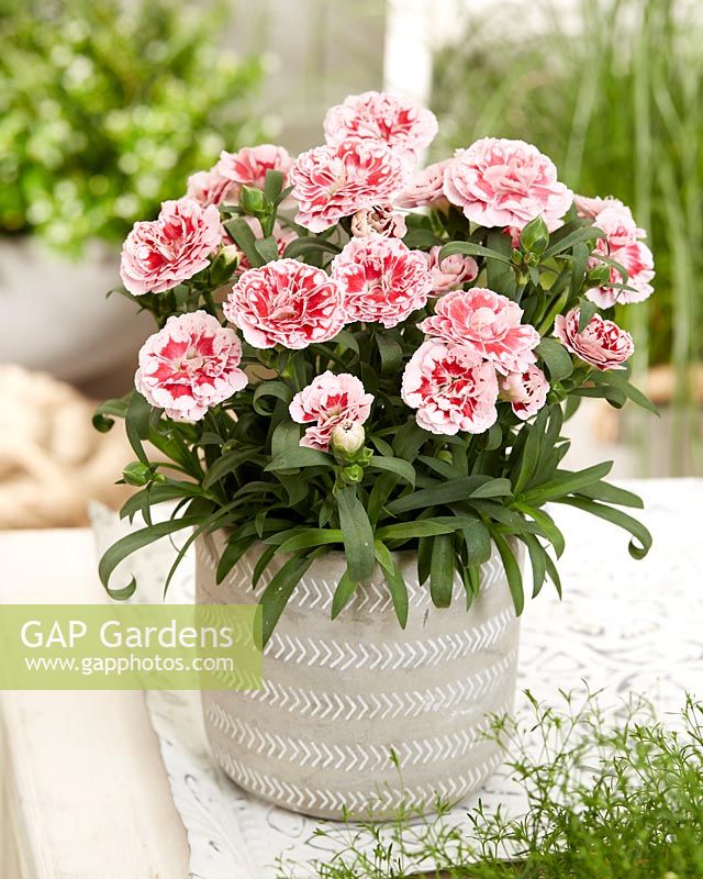 Dianthus Sunflor® Megan