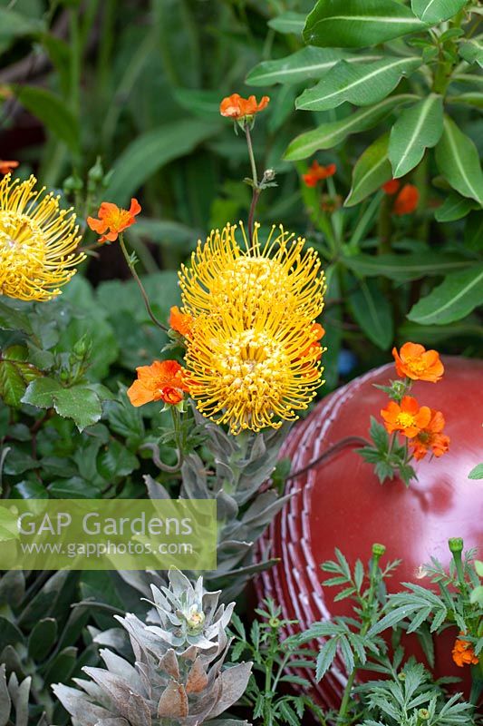 Leucospermum