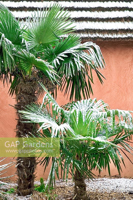 Washingtonia robusta en hiver