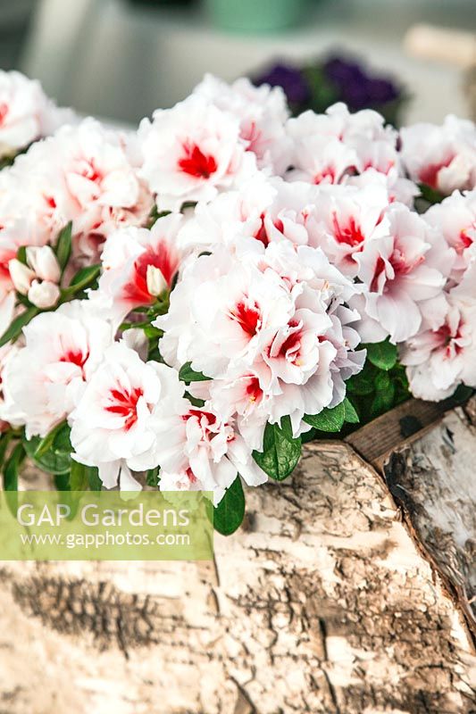 Rhododendron simsii en pot
