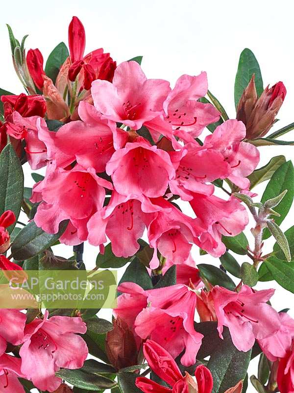 Rhododendron Winsome